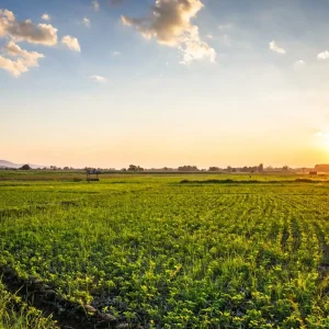 Przeglądy techniczne traktorków w specjalnej cenie